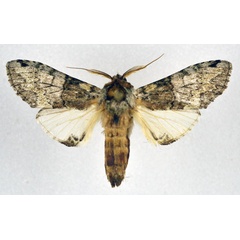 /filer/webapps/moths/media/images/B/beltista_Chlorochadisra_AM_NHMO.jpg