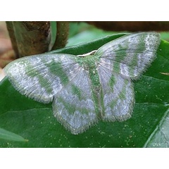 /filer/webapps/moths/media/images/F/fasciata_Gelasmodes_A_Ajibade.jpeg
