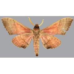 /filer/webapps/moths/media/images/P/prestonclarki_Rufoclanis_HT_CMNHb.jpg