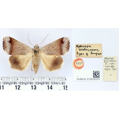 /filer/webapps/moths/media/images/V/violascens_Ophiusa_HT_BMNH.jpg