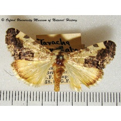 /filer/webapps/moths/media/images/G/gradata_Acontia_A_OUMNH.jpg