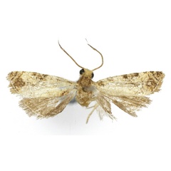 /filer/webapps/moths/media/images/H/hecista_Lobesia_HT_USNM.jpg