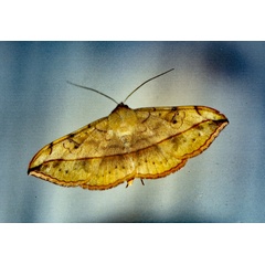 /filer/webapps/moths/media/images/R/rubicans_Anticarsia_A_Roland_01.jpg