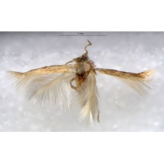 /filer/webapps/moths/media/images/M/melliferae_Acalyptris_PTM_RMNH.jpg