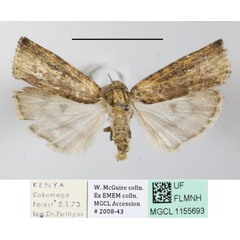 /filer/webapps/moths/media/images/U/uniformis_Lophotarsia_A_MGCLa_01.JPG