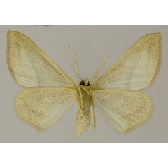 /filer/webapps/moths/media/images/S/sinaica_Chlorerythra_AF_ZSMb.jpg