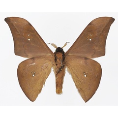 /filer/webapps/moths/media/images/N/ngounieense_Orthogonioptilum_PTM_Basquinb.jpg