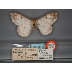 /filer/webapps/moths/media/images/L/lima_Cleora_HT_RMCA_02.jpg