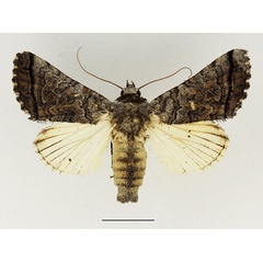 /filer/webapps/moths/media/images/H/harmonica_Proruaca_AM_Basquin.jpg