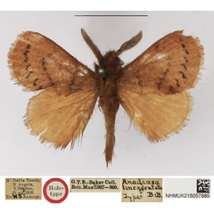 /filer/webapps/moths/media/images/L/lineadentata_Anadiasa_HT_NHMUK.jpg