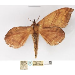 /filer/webapps/moths/media/images/D/dives_Leipoxais_STF_NHMUK.jpg