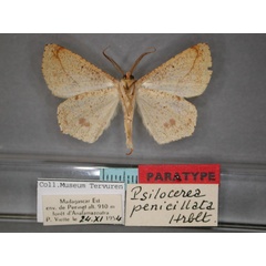 /filer/webapps/moths/media/images/P/penicillata_Psilocerea_PT_RMCA_02.jpg