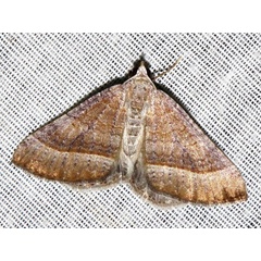 /filer/webapps/moths/media/images/N/nictitaria_Scotopteryx_A_Braun.jpeg