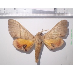 /filer/webapps/moths/media/images/M/meander_Gynoeryx_A_Bippus.jpg