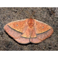 /filer/webapps/moths/media/images/A/aspersa_Decachorda_AM_Goff.jpg