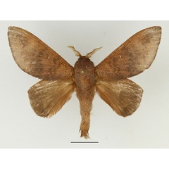 /filer/webapps/moths/media/images/I/immunda_Pachymeta_AM_Basquin_01.jpg