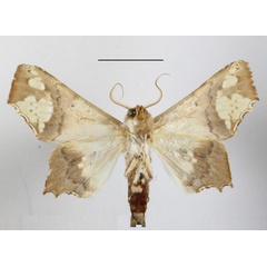 /filer/webapps/moths/media/images/F/fenestrifera_Episparis_A_MGCLb_01.JPG