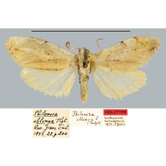 /filer/webapps/moths/media/images/O/oblonga_Philenora_HT_MNHN.jpg