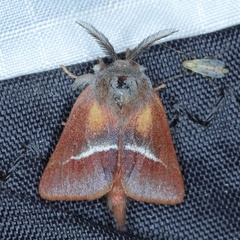 /filer/webapps/moths/media/images/L/limacodina_Clostera_A_Heyns_03.JPG
