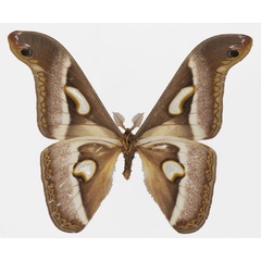 /filer/webapps/moths/media/images/B/boolana_Epiphora_AM_Basquinb.jpg