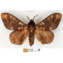 /filer/webapps/moths/media/images/P/producta_Catalebeda_AM_NHMUK.jpg