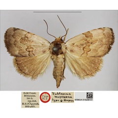 /filer/webapps/moths/media/images/M/mesozona_Eublemma_AT_NHMUK.jpg