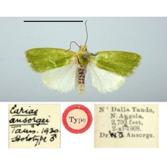 /filer/webapps/moths/media/images/A/ansorgei_Earias_HT_BMNH.jpg