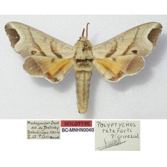 /filer/webapps/moths/media/images/T/teteforti_Polyptychus_HT_MNHN.jpg