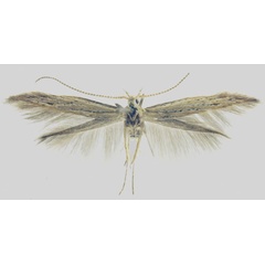 /filer/webapps/moths/media/images/N/notabilis_Coleophora_HT_NHMO.jpg