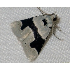 /filer/webapps/moths/media/images/C/chloralis_Stemmatophora_A_Liebenberg.jpg