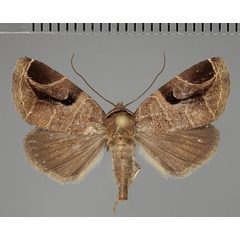 /filer/webapps/moths/media/images/A/atrifera_Prolymnia_AM_Fiebig.jpg