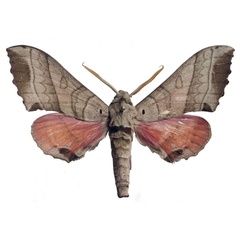/filer/webapps/moths/media/images/T/togoensis_Rufoclanis_PTM_EMEMa.jpg