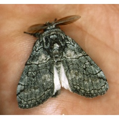 /filer/webapps/moths/media/images/E/extatura_Dasychira_A_Roland_01_RP8Nr5m.jpg