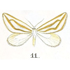 /filer/webapps/moths/media/images/L/lamellata_Conchylia_HT_Prout_16-11.jpg