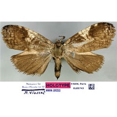 /filer/webapps/moths/media/images/V/volombonna_Typhonia_HT_MNHN.jpg
