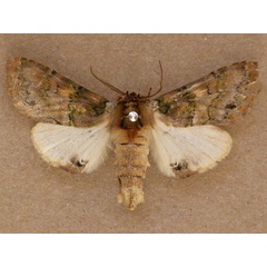 /filer/webapps/moths/media/images/R/rosinaria_Rosinella_A_Butler.jpg