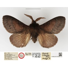 /filer/webapps/moths/media/images/C/collenettei_Streblote_HT_NHMUK.jpg