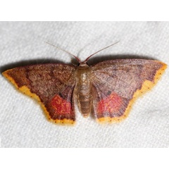 /filer/webapps/moths/media/images/N/nigribasalis_Chrysocraspeda_A_Grimm.jpg