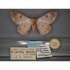 /filer/webapps/moths/media/images/A/arenosa_Cleora_PT_RMCA_02.jpg