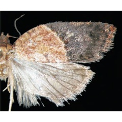 /filer/webapps/moths/media/images/H/harenna_Acleris_HT_Trematerra.jpg