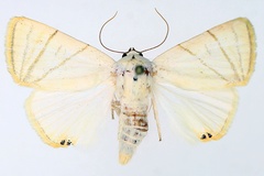 Leoniloma convergens