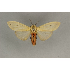 /filer/webapps/moths/media/images/D/defasciata_Creatonotos_A_BMNH.jpg