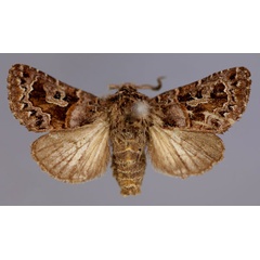 /filer/webapps/moths/media/images/C/cuneifera_Rhodochlaena_AM_RMCAa.jpg