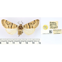 /filer/webapps/moths/media/images/P/pyrsonota_Diaphone_PT_BMNH.jpg