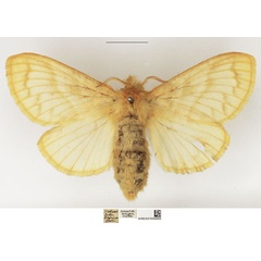 /filer/webapps/moths/media/images/O/ochroleuca_Bombycopsis_AF_NHMUK.jpg