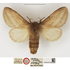/filer/webapps/moths/media/images/P/pelodes_Chilena_AT_NHMUK.jpg