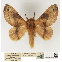 /filer/webapps/moths/media/images/C/castanea_Pseudometa_AM_NHMUK_01.jpg