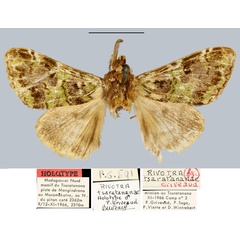 /filer/webapps/moths/media/images/T/tsaratanana_Rivotra_HT_MNHN.jpg