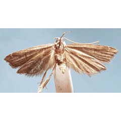 /filer/webapps/moths/media/images/P/pistillia_Torodora_HT_MNHN.jpg