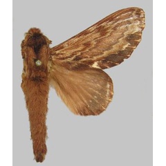 /filer/webapps/moths/media/images/F/fulgurata_Lasiocesa_AM_RMCA.jpg